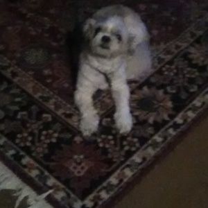 Meet your Posher, Clarice